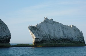 Birds at the Needles