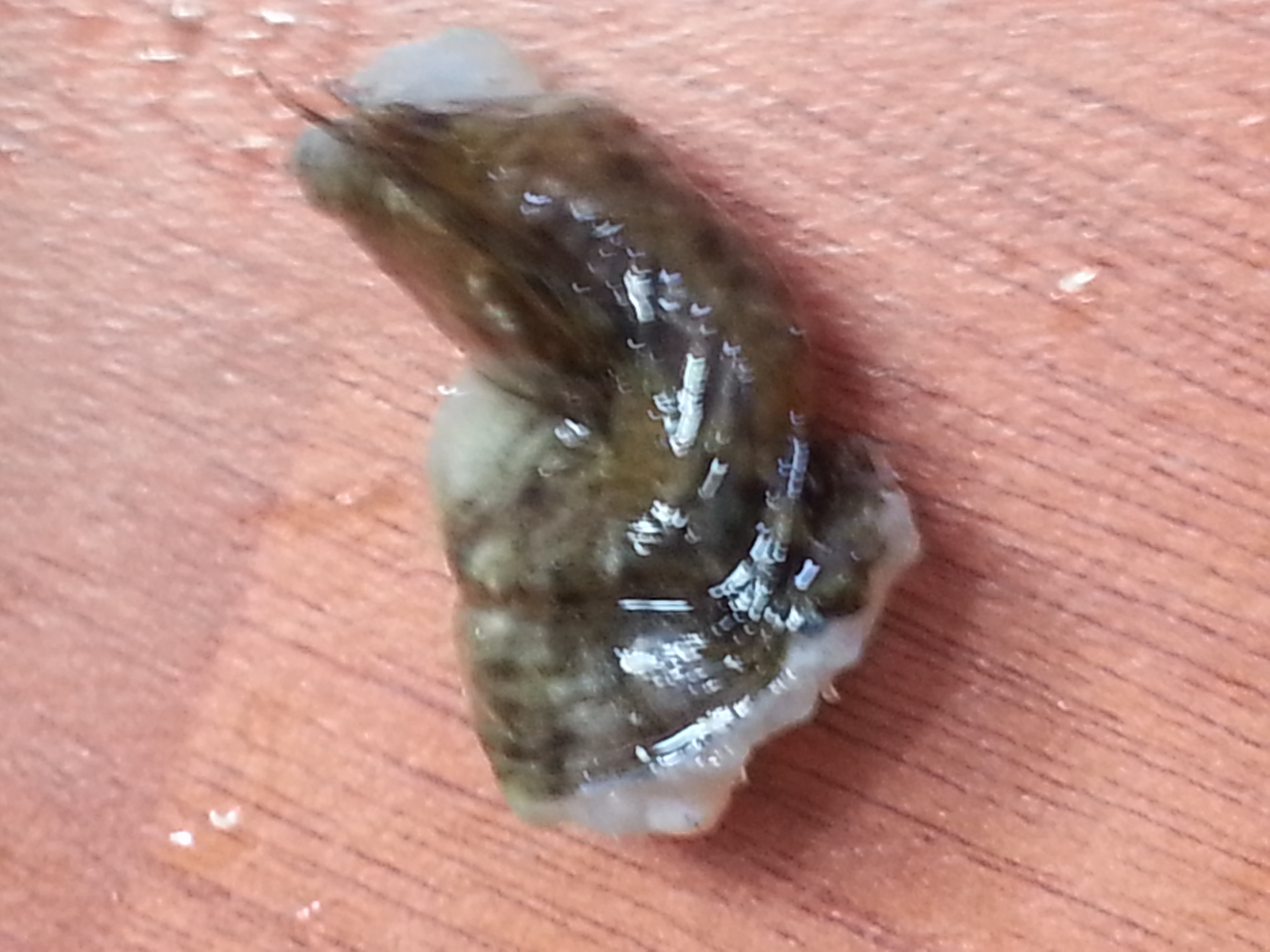 Solent Wildlife