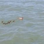 Ducklings in Southampton Water