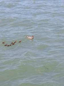Ducklings in Southampton Water