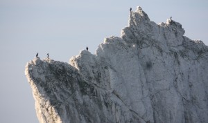 Birds at the Needles