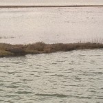 Seal in Newtown Creek