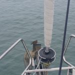 Bird catching a ride