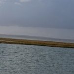 Seals in Newtown Creek