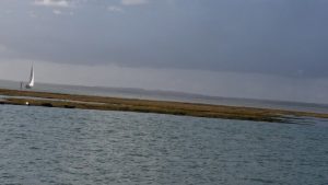 Seals in Newtown Creek